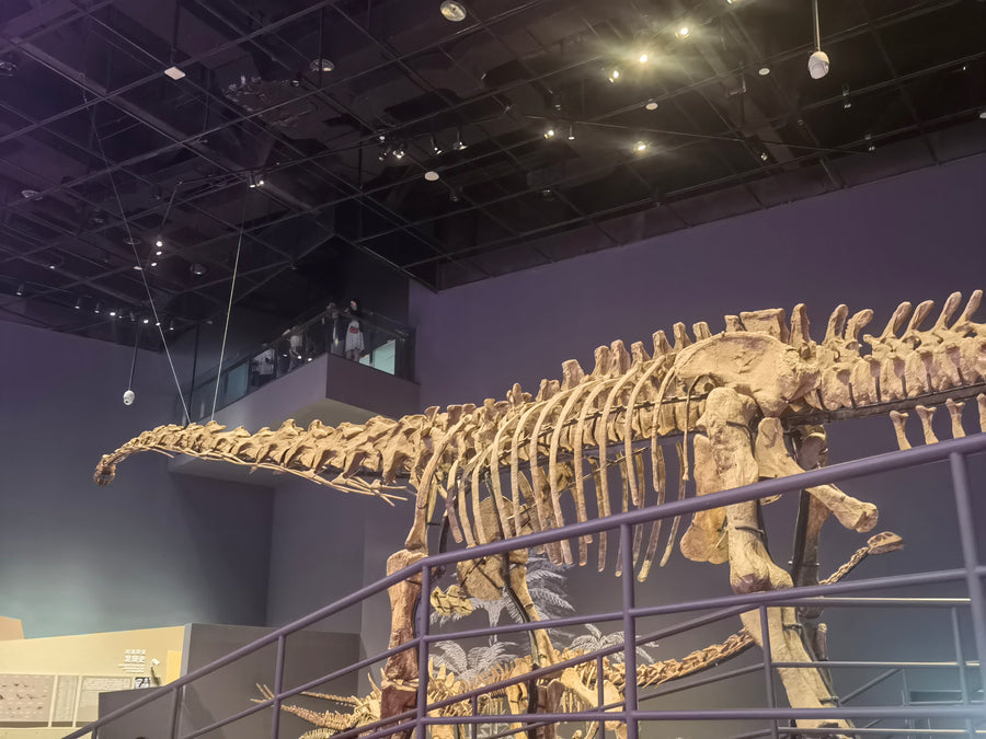 Mamenchisaurus skeleton display inside Chengdu Natural History Museum, with distant visitors on an upper balcony.