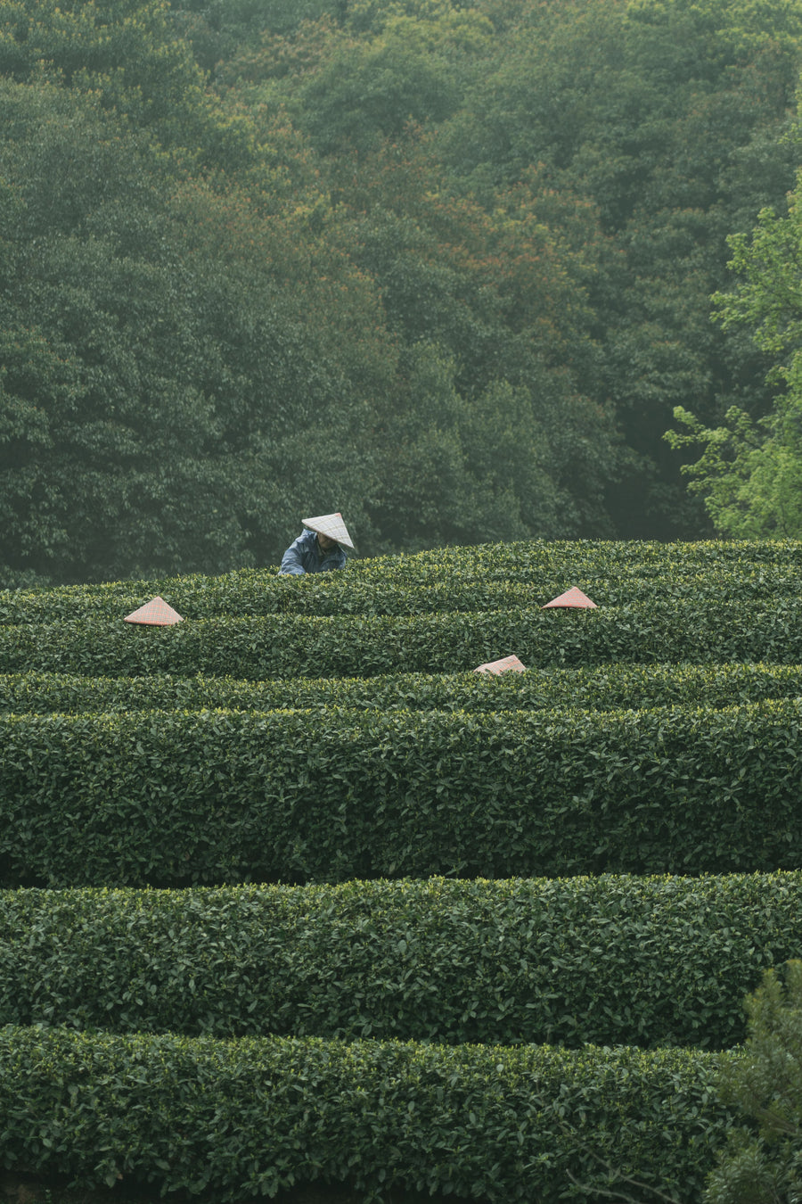 Tea workers in broad hats picking leaves among dense tea rows in Hangzhou.
