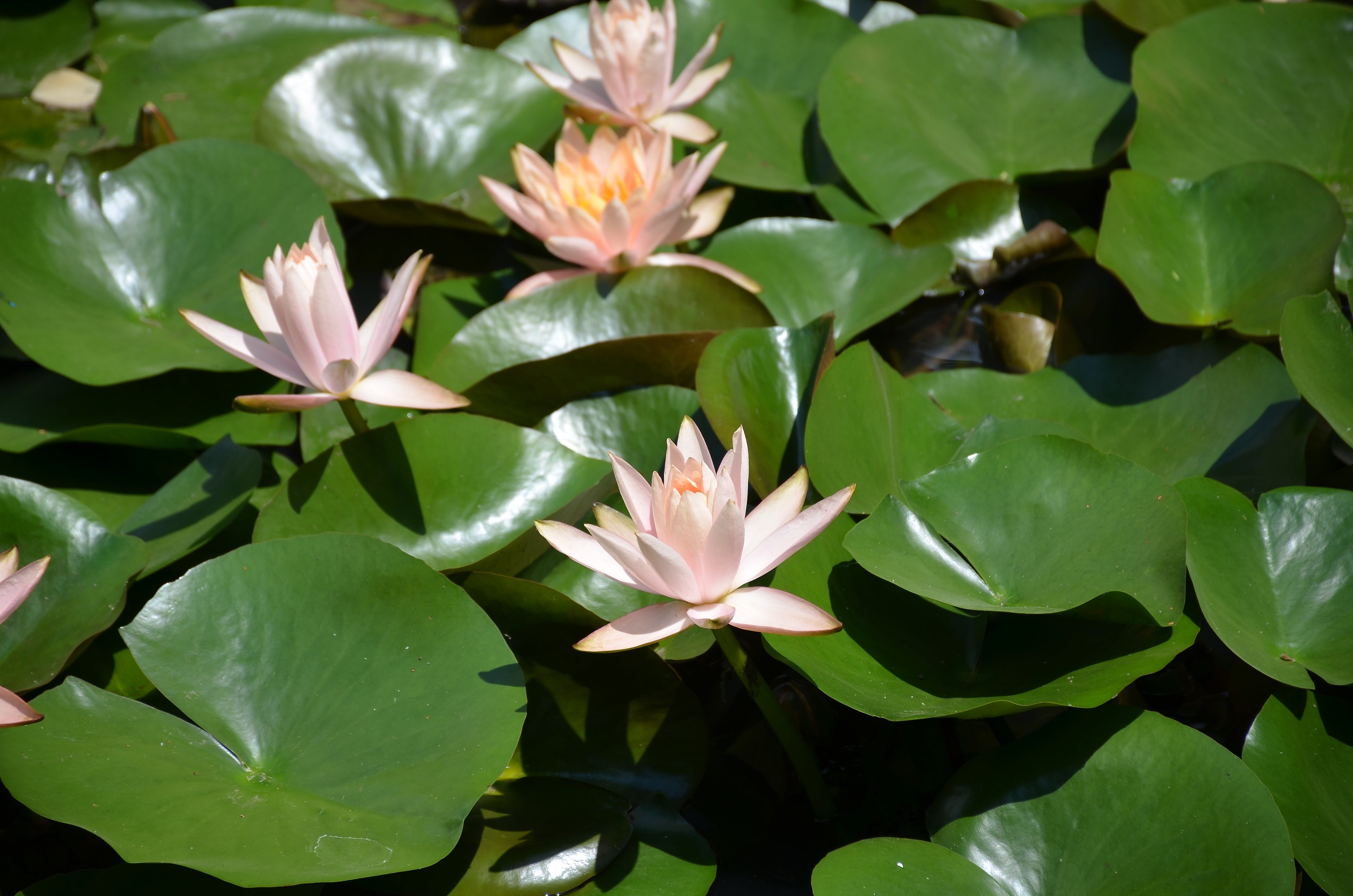 Water lilies growing beside the boardwalk in Xixi National Wetland Park, Hangzhou