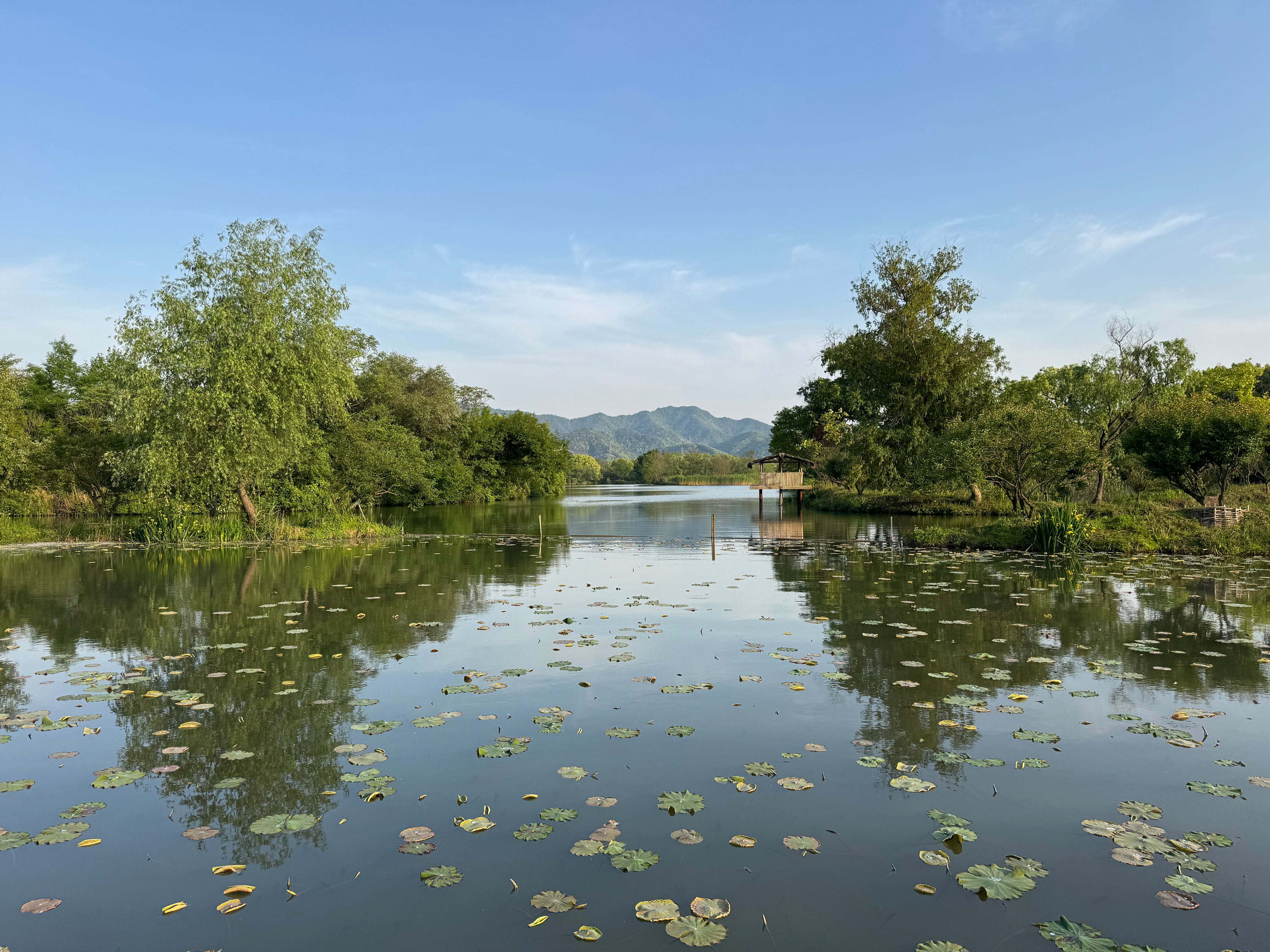 Water lilies and wooded channels in Xixi National Wetland Park, Hangzhou