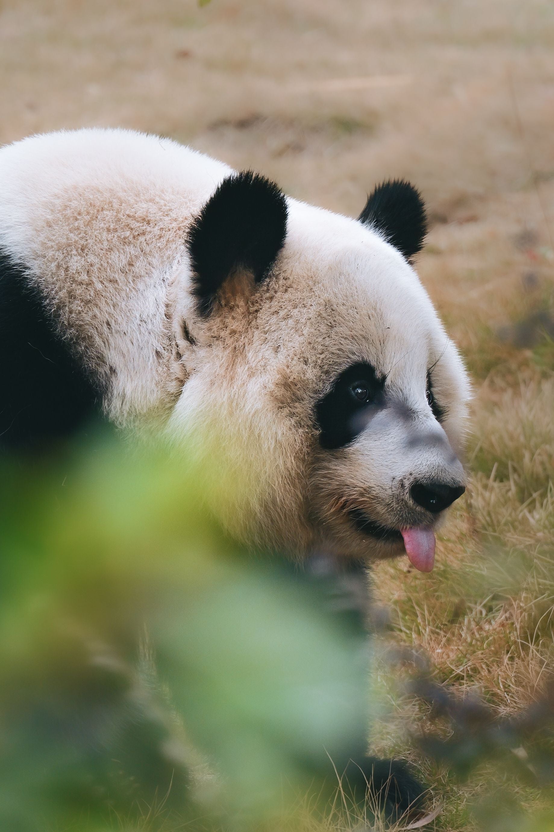 Close view of a giant panda in a grassy habitat in Chengdu.