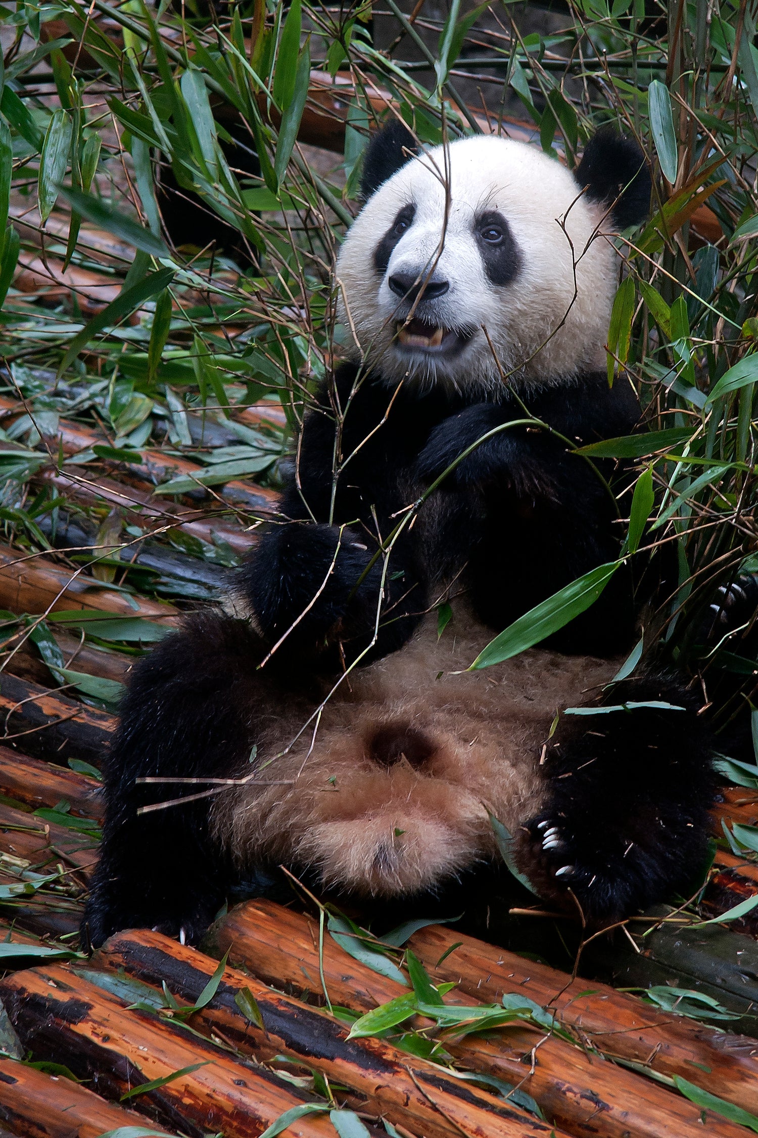 A juvenile giant panda among bamboo at the Chengdu Research Base of Giant Panda Breeding.