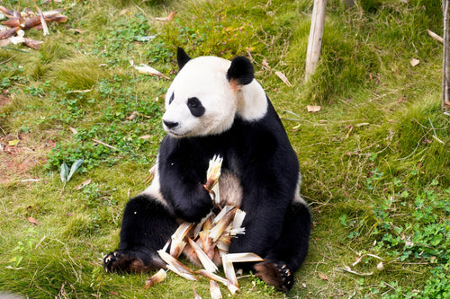 A giant panda eating fresh bamboo shoots in a green enclosure in Chengdu.