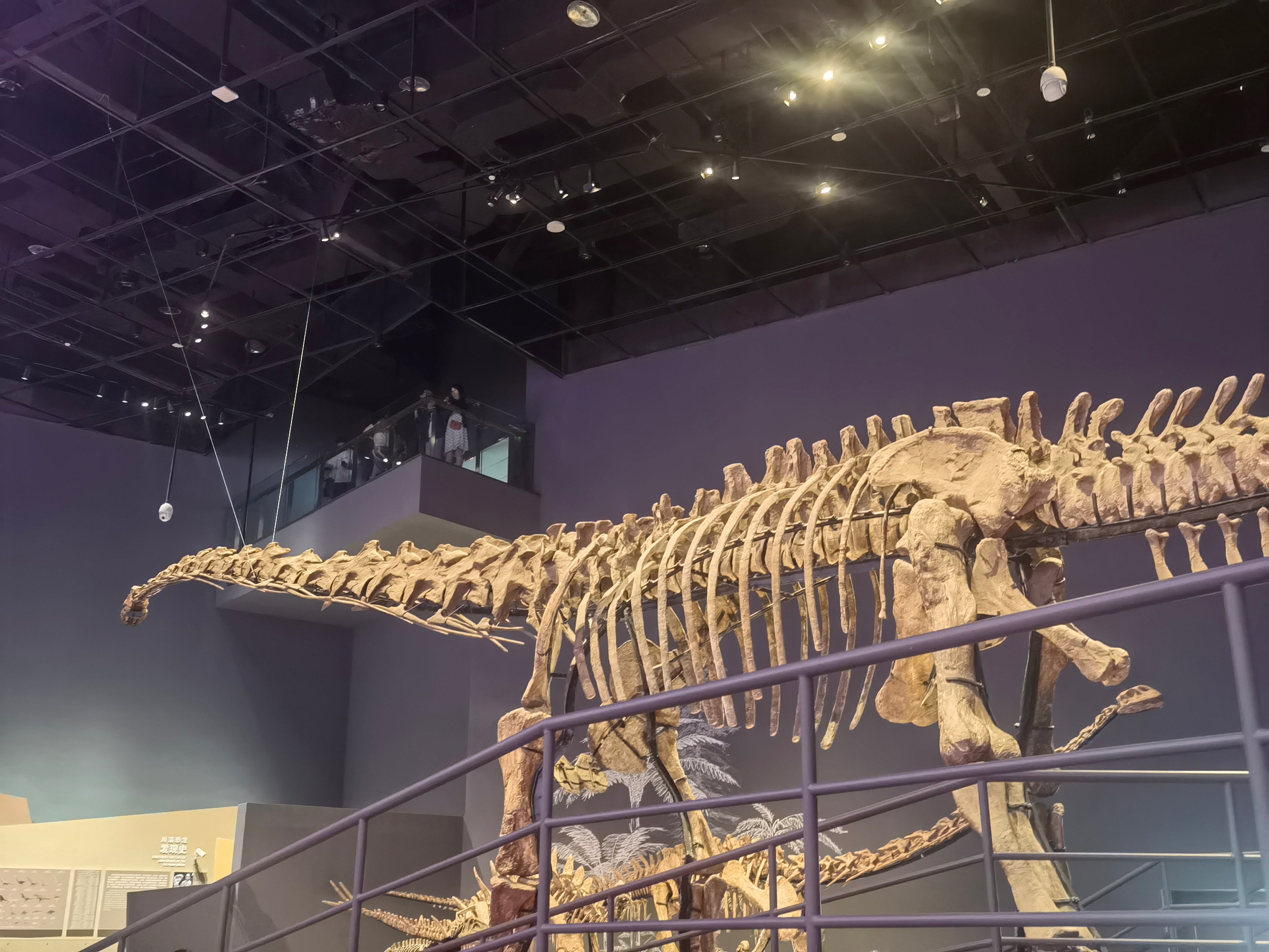 Mamenchisaurus skeleton display inside Chengdu Natural History Museum, with distant visitors on an upper balcony.