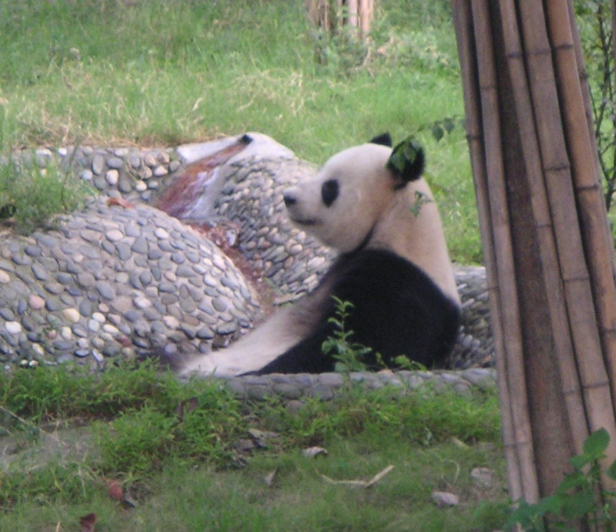 Chengdu · Pandas, Tea & Tuktuk