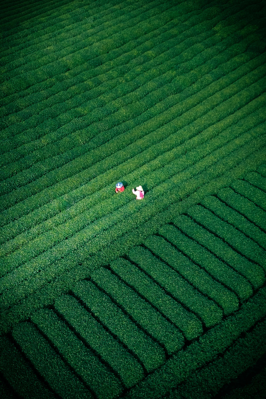 Two tea pickers working among long green rows on a plantation in Hangzhou.
