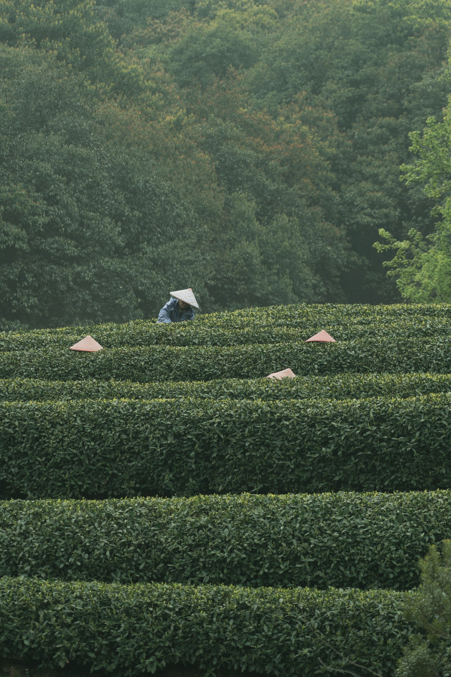 Tea workers in broad hats picking leaves among dense tea rows in Hangzhou.