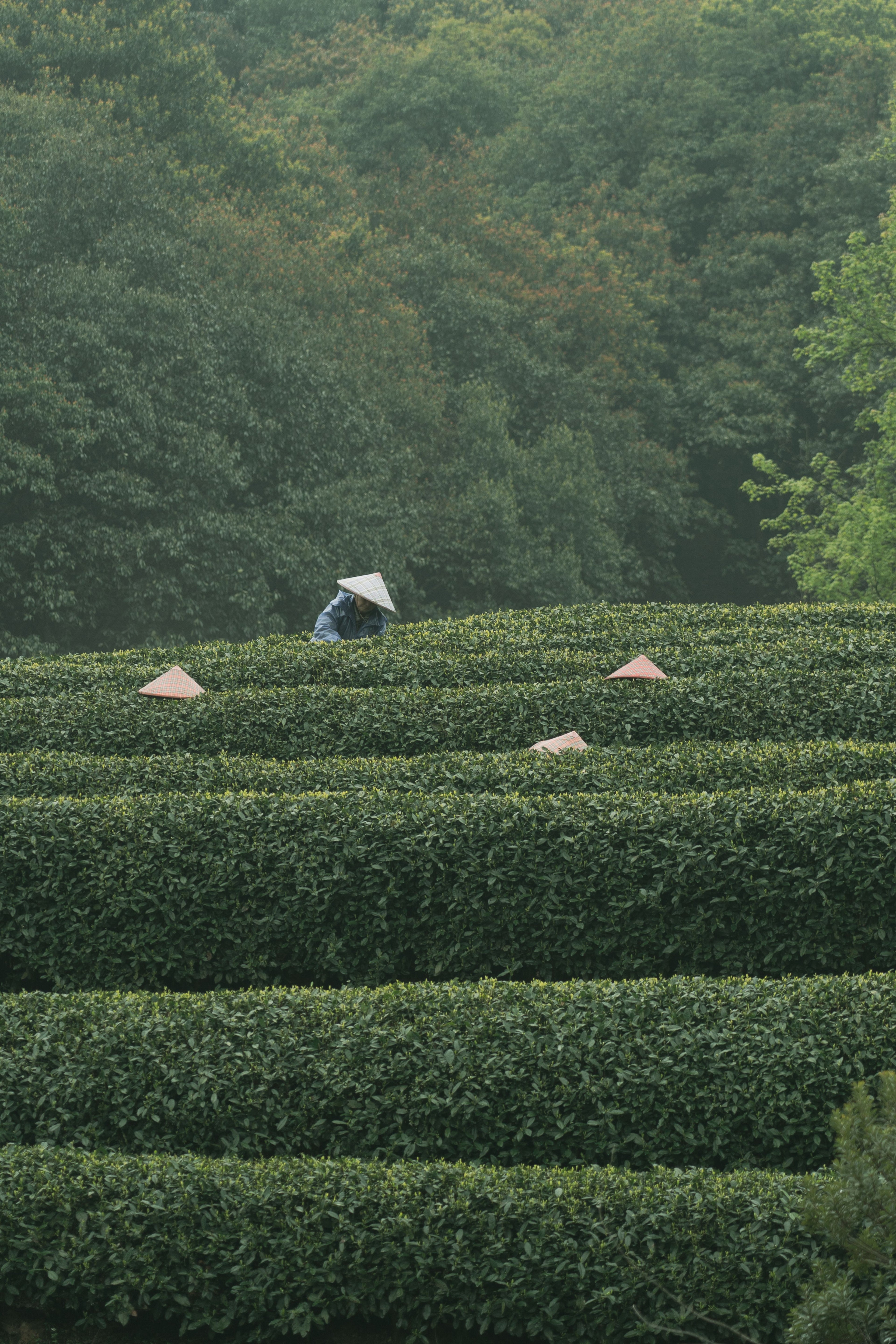 Tea workers in broad hats picking leaves among dense tea rows in Hangzhou.