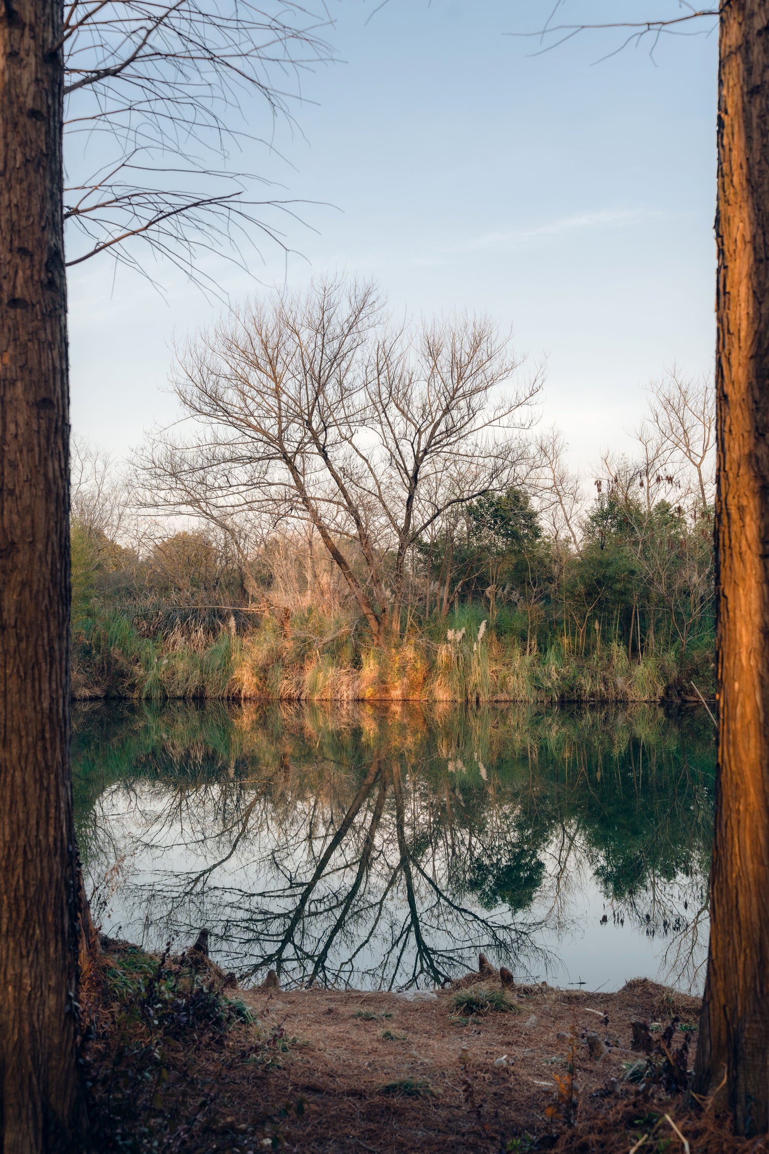Bare trees and wetland reeds reflected in still water at Xixi Wetland in Hangzhou.