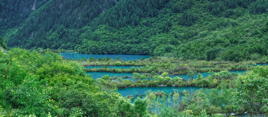 Turquoise lakes winding through dense green forest in Jiuzhaigou Valley.