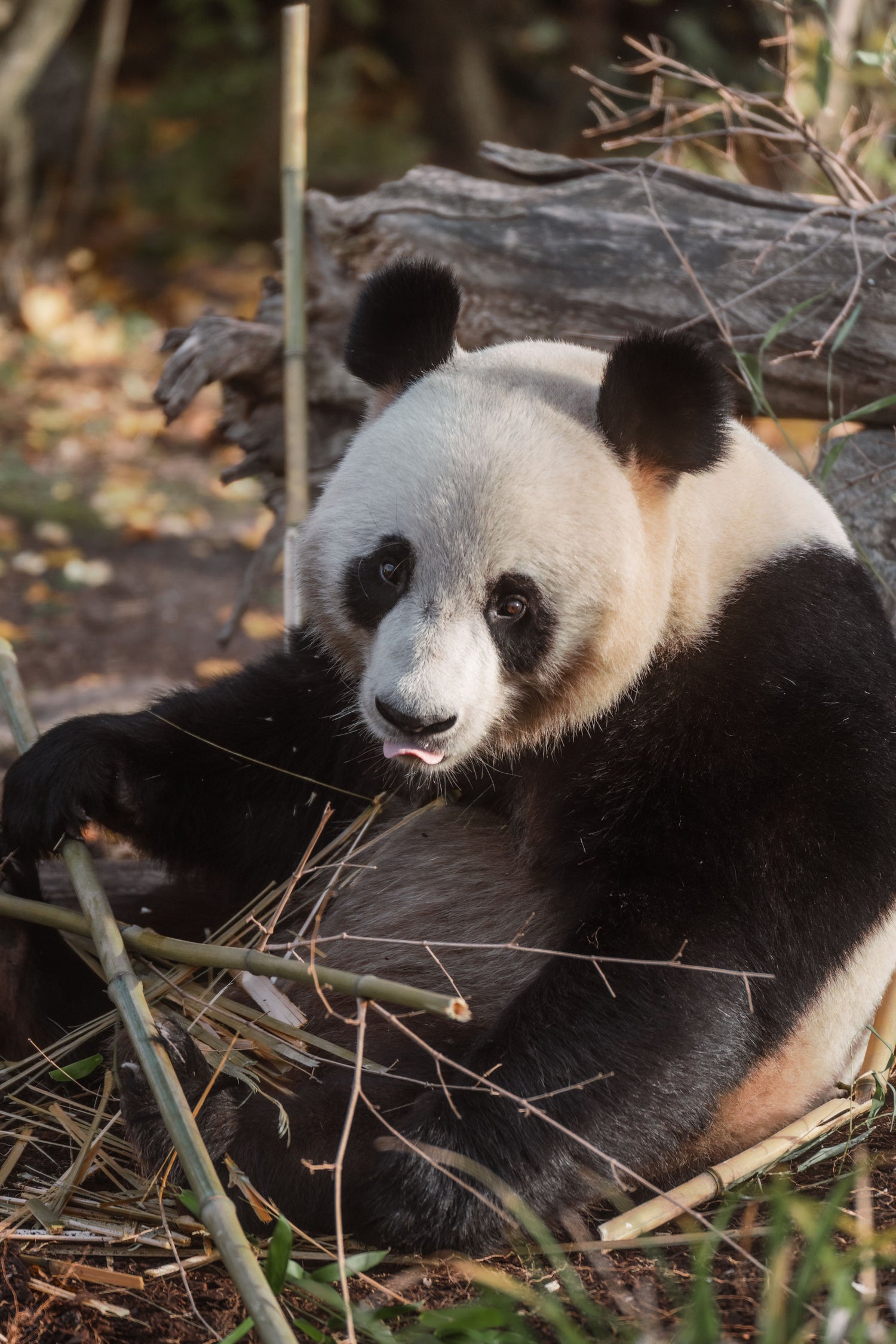 Giant panda holding and eating bamboo among foliage in China.
