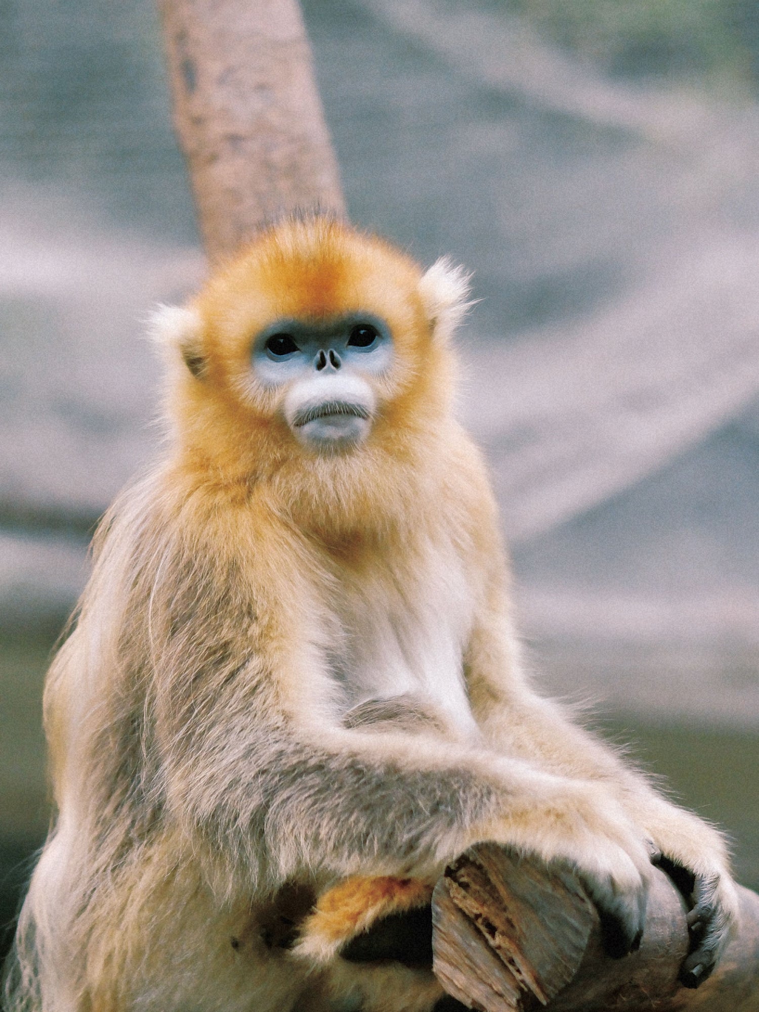 Golden snub-nosed monkey sitting on a branch in China.