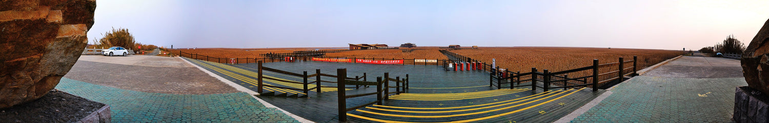 Panoramic view of Chongming Dongtan Wetland in Shanghai