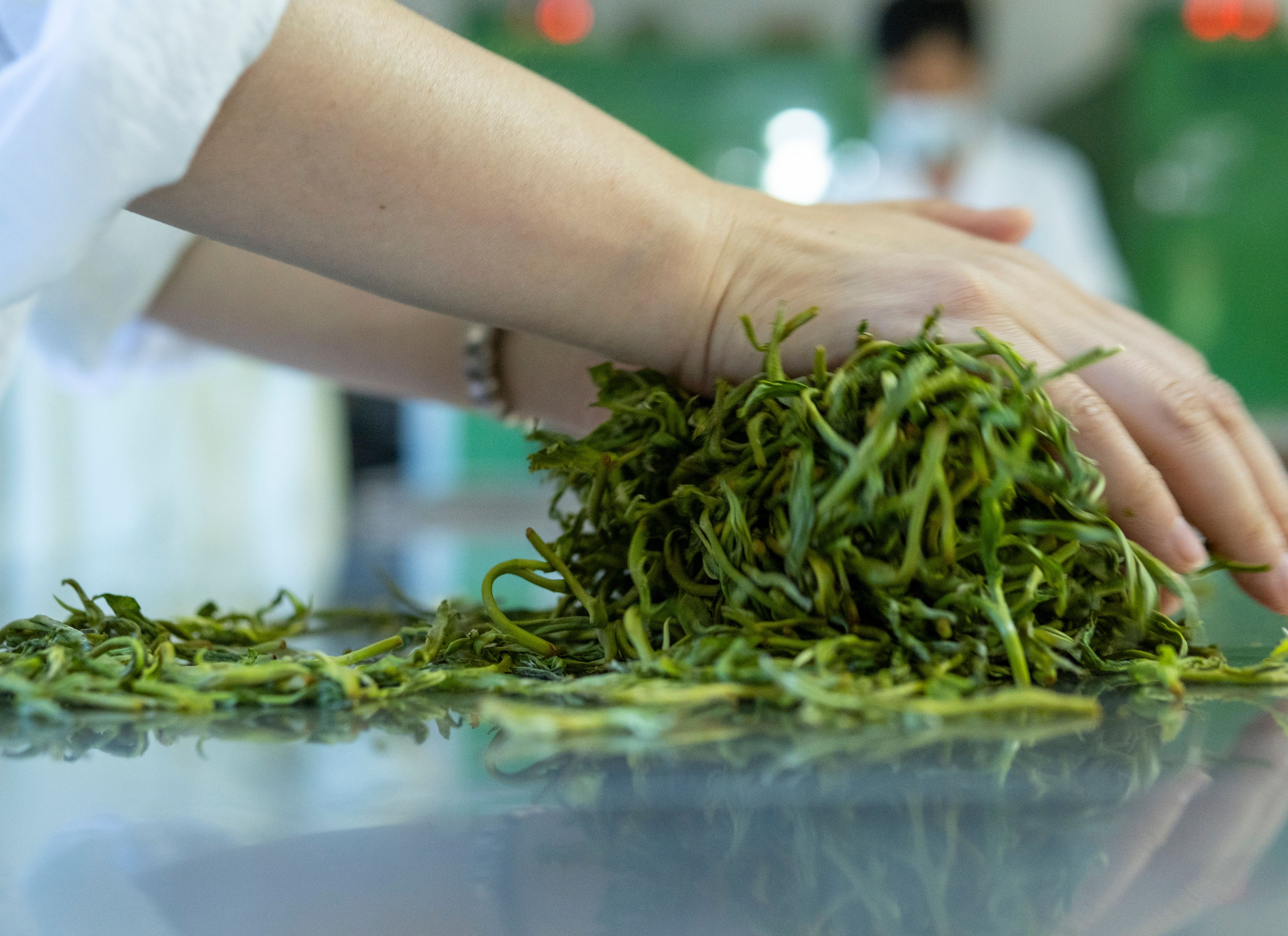 Hands sorting fresh green tea leaves in a processing room in Pu’er, Yunnan.