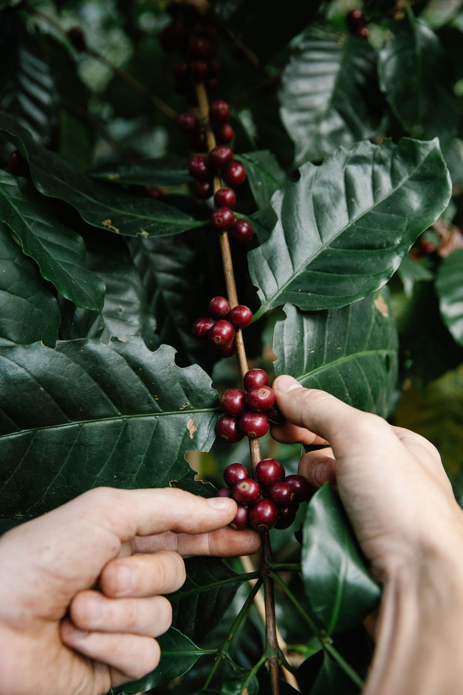 Hands selecting ripe red coffee cherries from a leafy coffee branch.