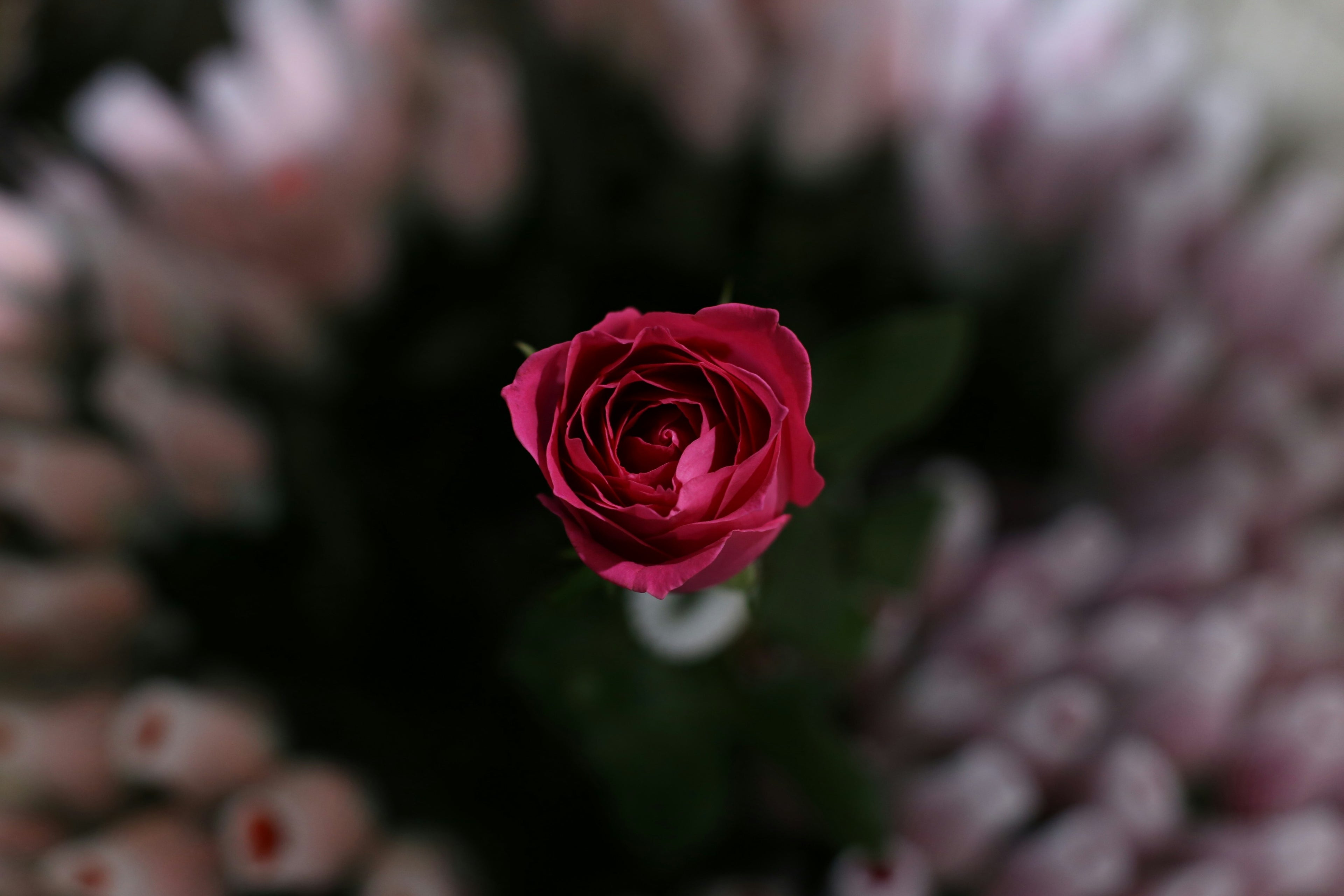 Deep-pink rose among flower displays at Dounan Flower Market in Kunming.