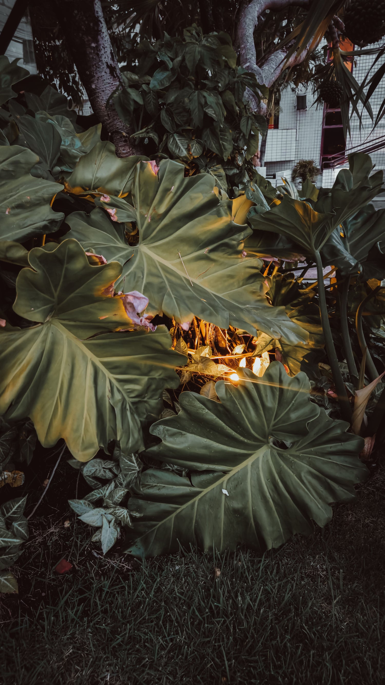 Large tropical leaves illuminated by warm light against a dark night garden.