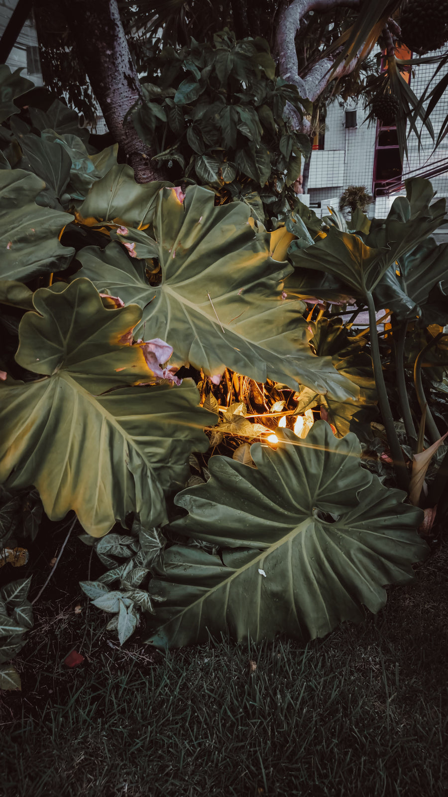 Large tropical leaves illuminated by warm light against a dark night garden.