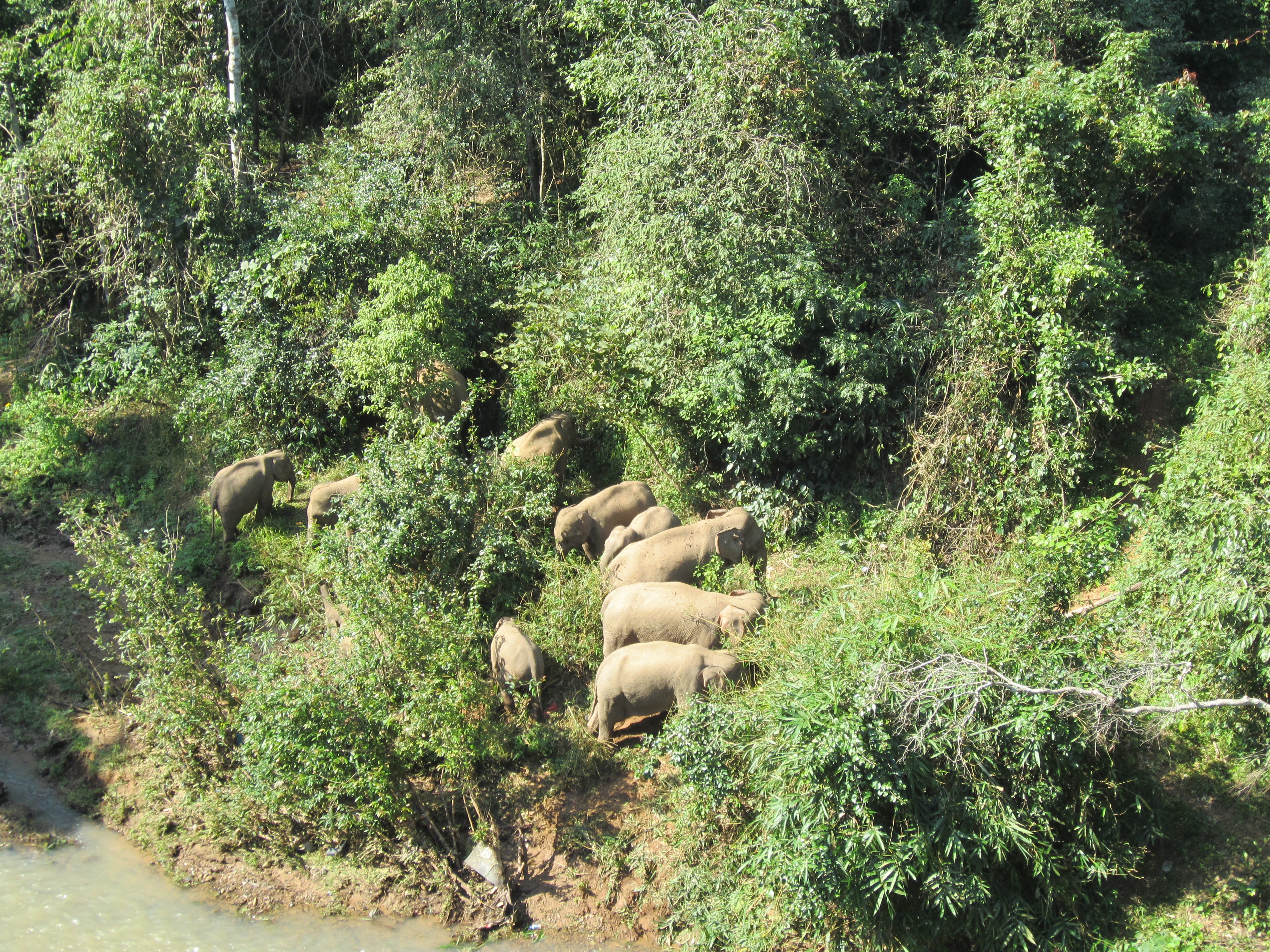 Asian elephants observed from a distance in Xishuangbanna Wild Elephant Valley.