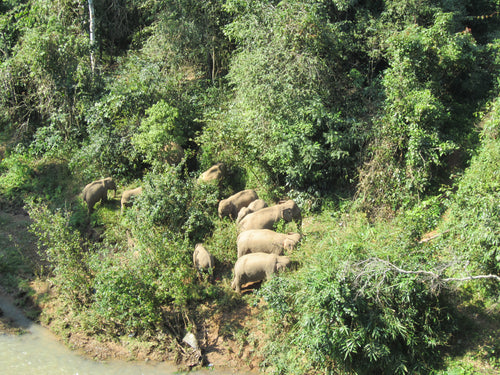 Asian elephants observed from a distance in Xishuangbanna Wild Elephant Valley.