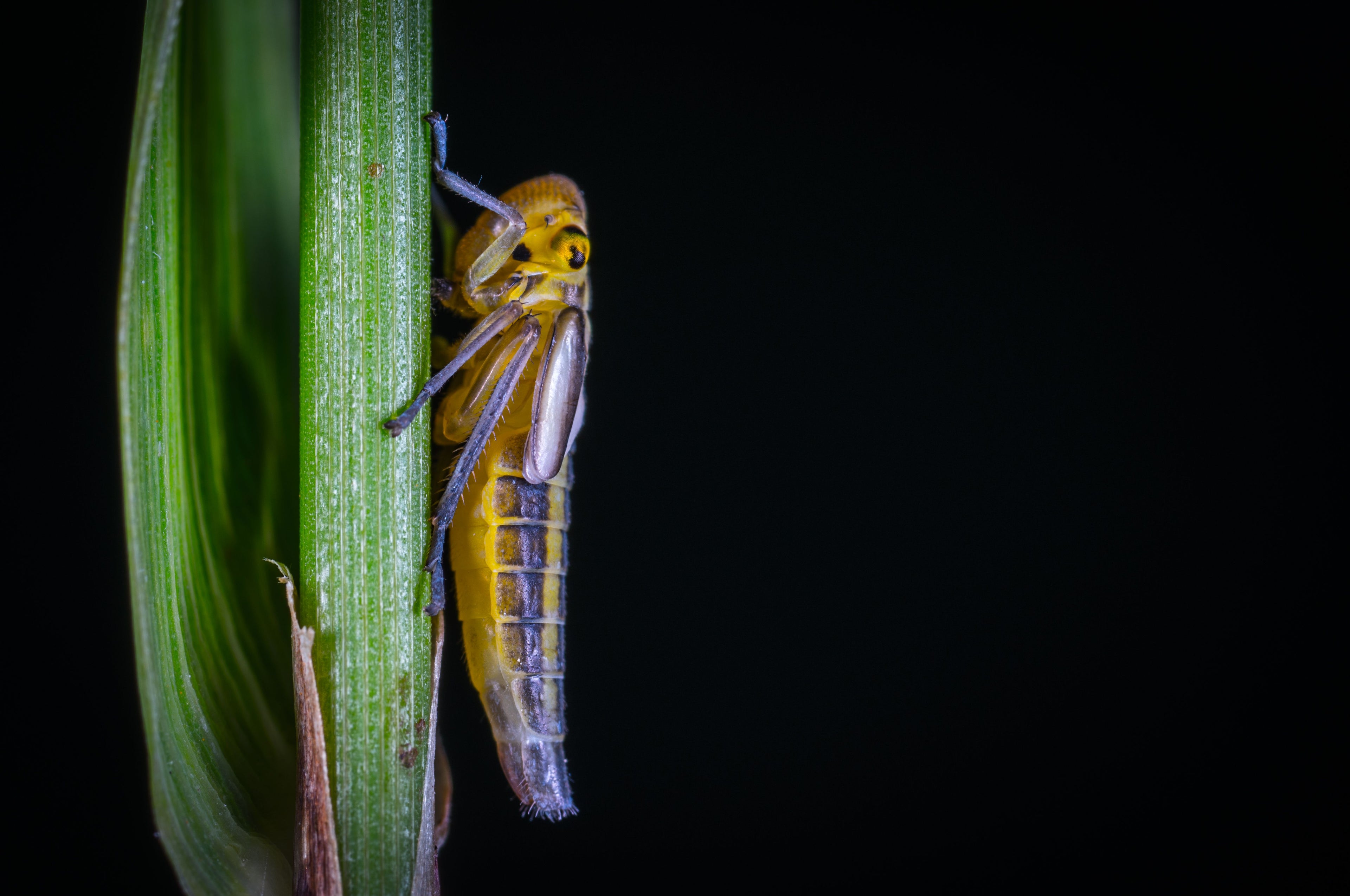 Yellow grasshopper resting on a green blade of grass against a dark night background.