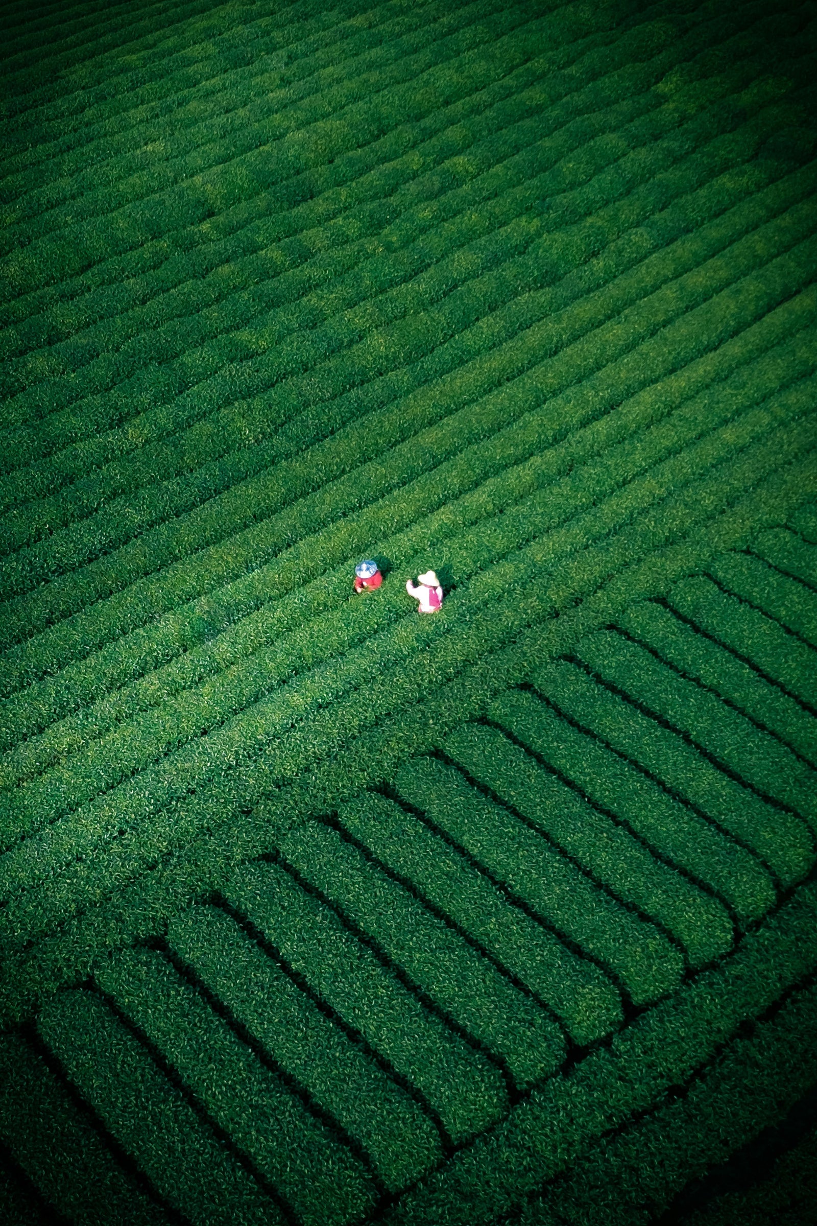 People among the tea terraces in Hangzhou